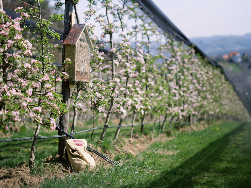 Apfelblüte in der Steiermark